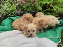 Maltipoo Warszawa pudel maltańczyk