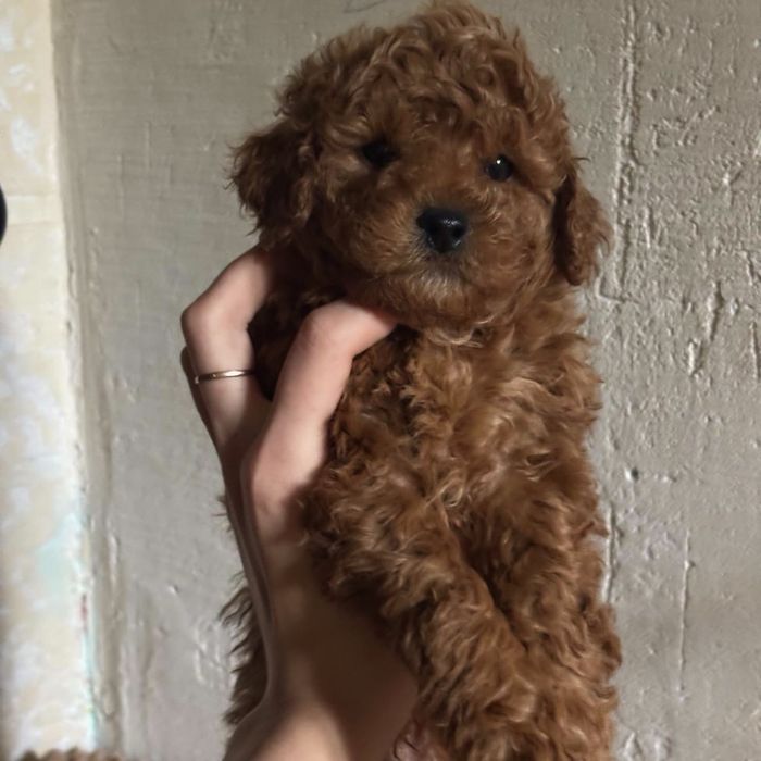 Мальтипу міні ред браун