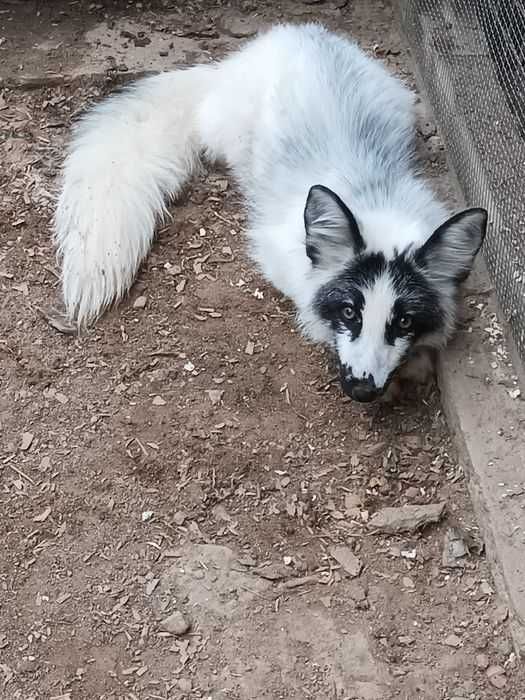 Samica marmurkowa, lis, lisy, lisek do minizoo