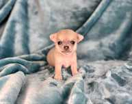 Chihuahua ZKwP chłopczyk