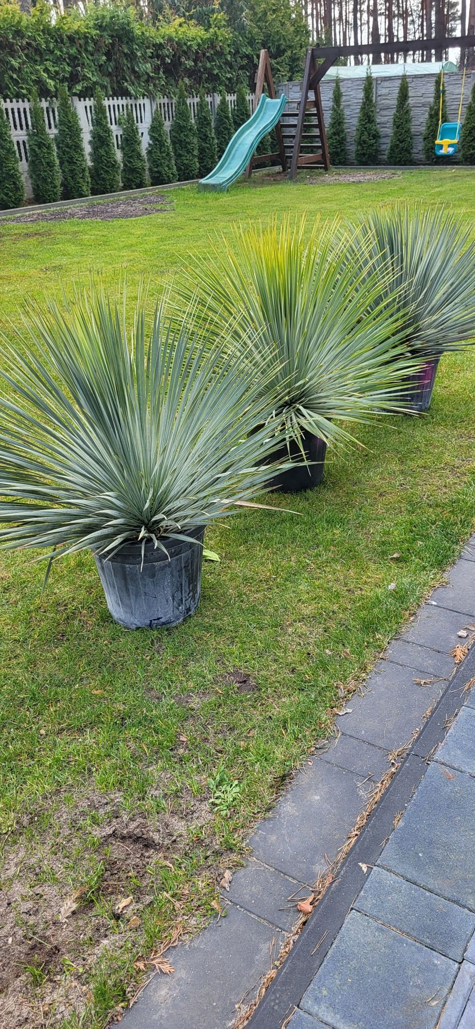 Juka - Yucca Rostrata mrozoodporna