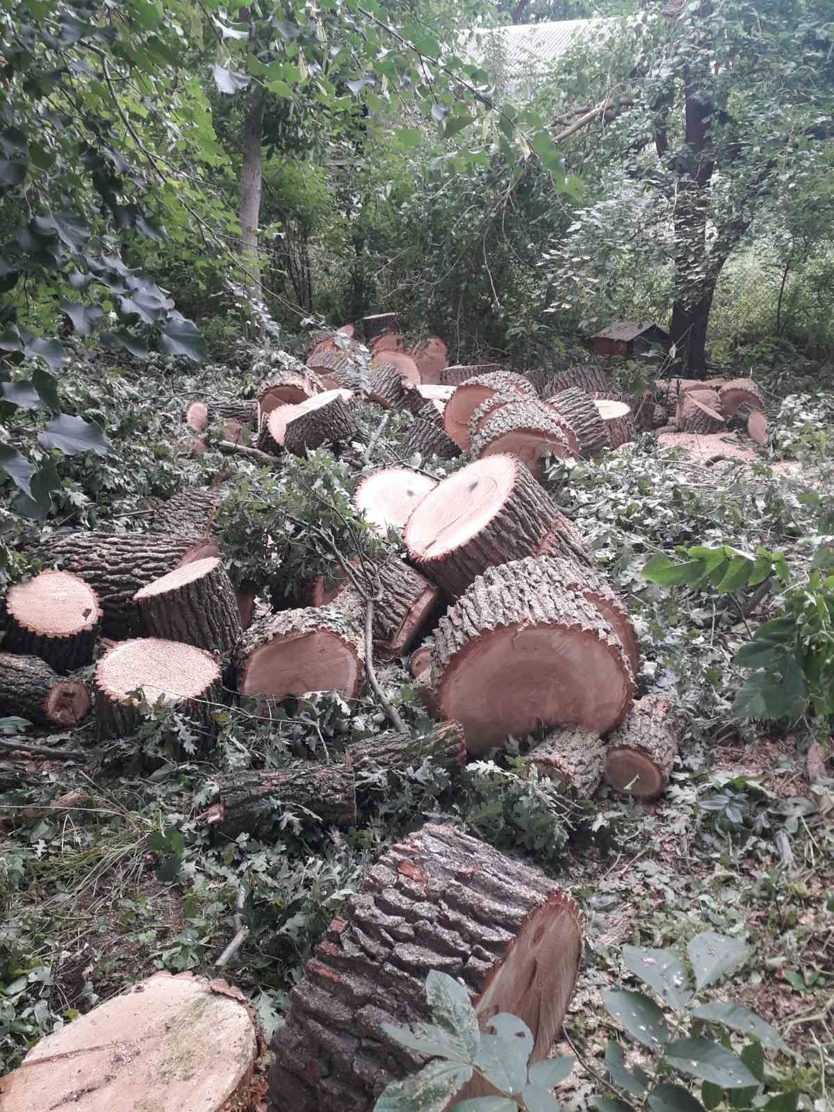 Видалення аварійних дерев Благоустрій Демонтаж.Є послуги ЩЕПОРІЗА