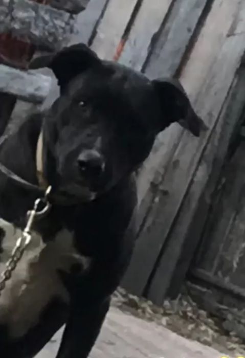 ЦУЦЕНЯТА стафлабрадор