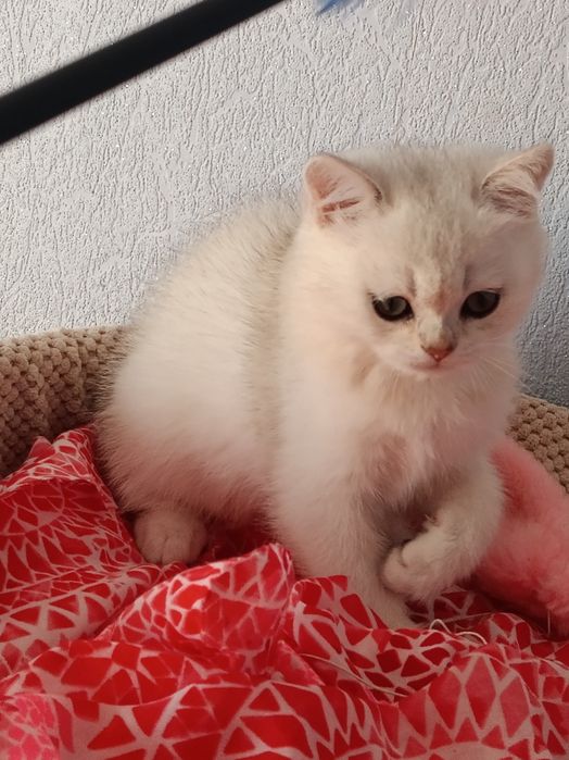 Пухнастий антистресик