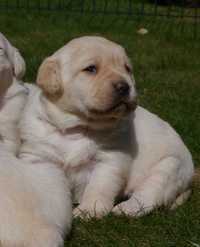 Labrador retriever - Biszkoptowa suczka  z rodowodem [ FCI ]