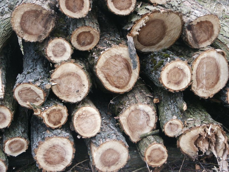 Drewno opałowe , kominkowe, Wierzba - TANIO!!!