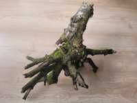 naturalny korzeń 45 / 32 cm do akwarium terrarium