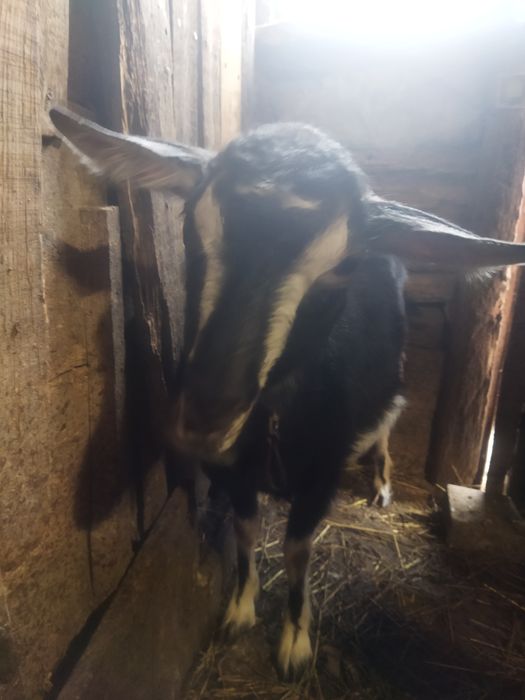 Обмін-Продаж Дійна коза без ріг первістка обмін на сіно, кабаки, зерно