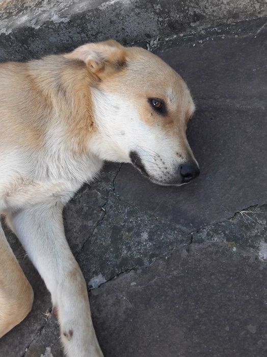 Надійний песик охоронець