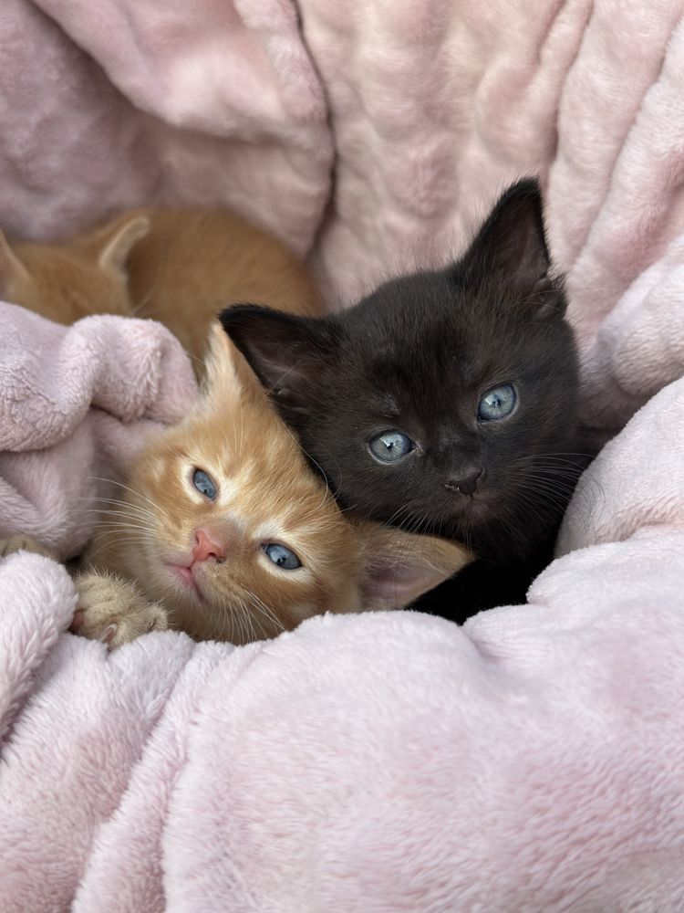 Cudne kocięta do adopcji koty do adopcji