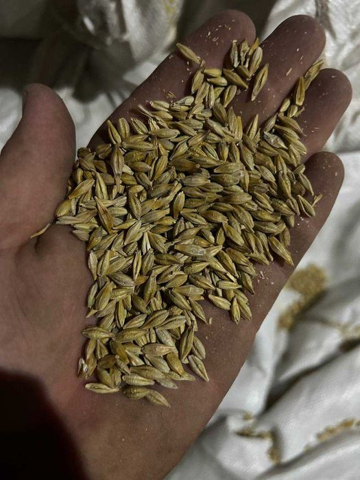 Продам посівний озимий ячмінь 9 Вал Дев'ятий Вал