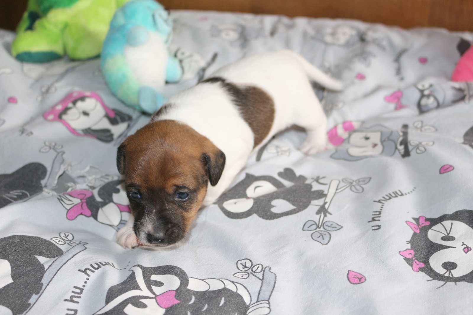 Jack Russell Terrier suczka FANTA.
