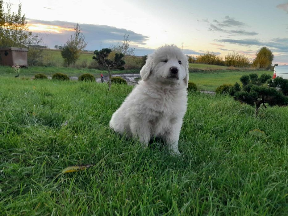 Owczarek podhalański szczeniak