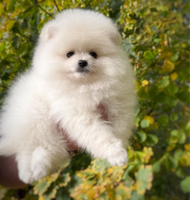 Pomeranian Krem Szpic miniaturowy Zkwp FCI gotowy Do zmiany domu