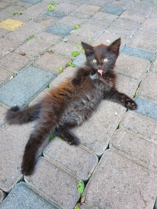 Котики в добрі руки