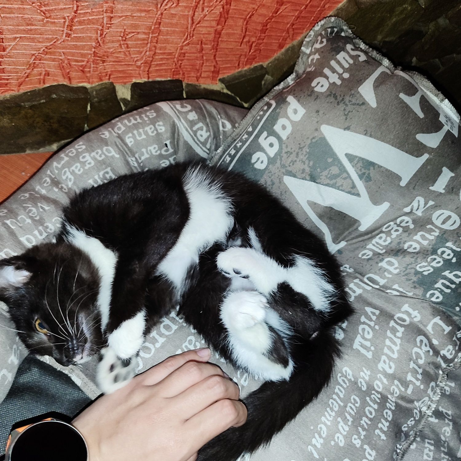Віддам кошеня у добрі руки