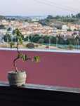 Pre Bonsai de Ficus Benjamina