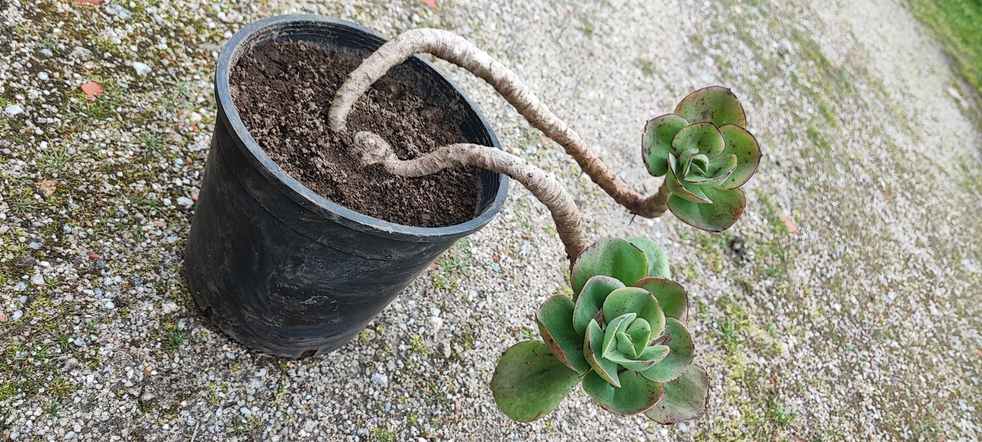 Planta suculenta