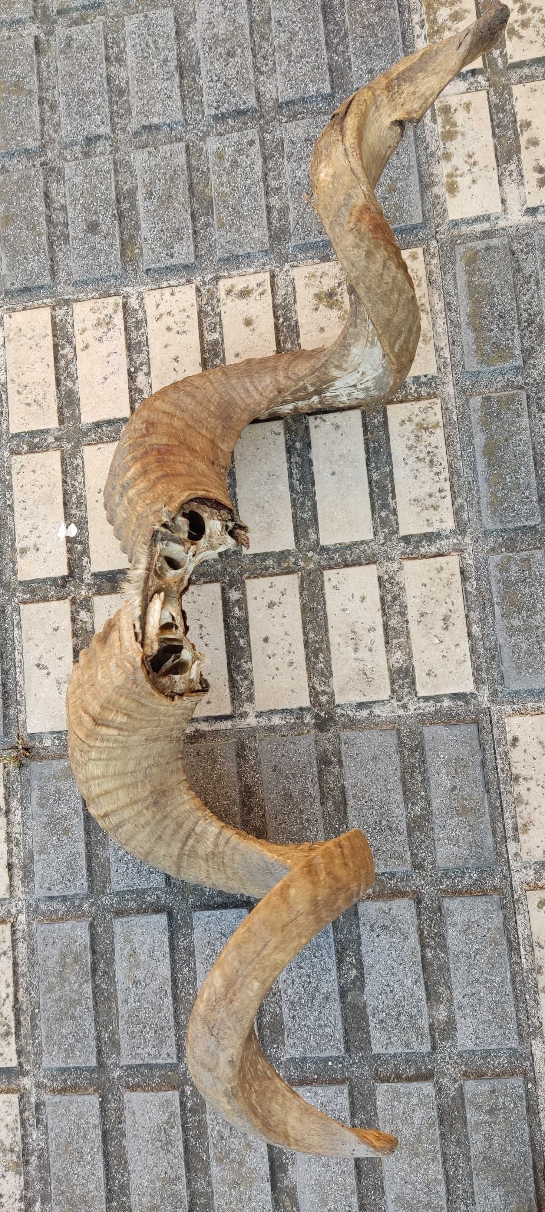 Cornos de Carneiro