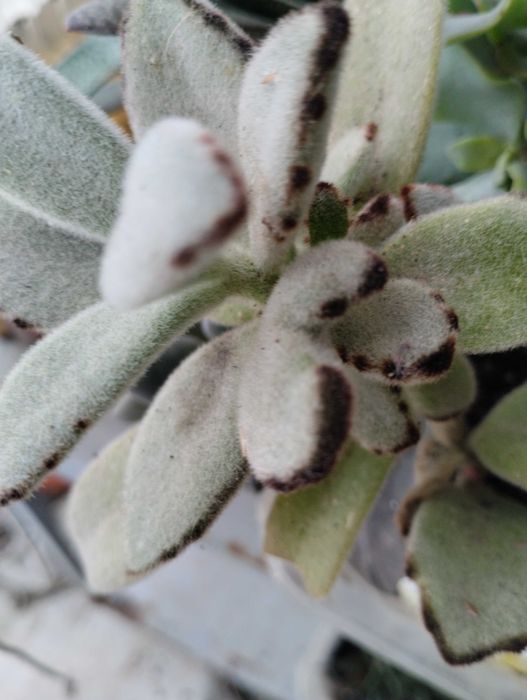 Lindas Suculentas a 1€