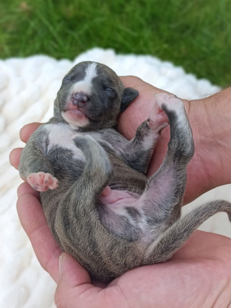 Chart angielski whippet