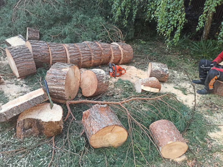 Wycinka i pielęgnacja drzew, inwentaryzacja przyrodnicza