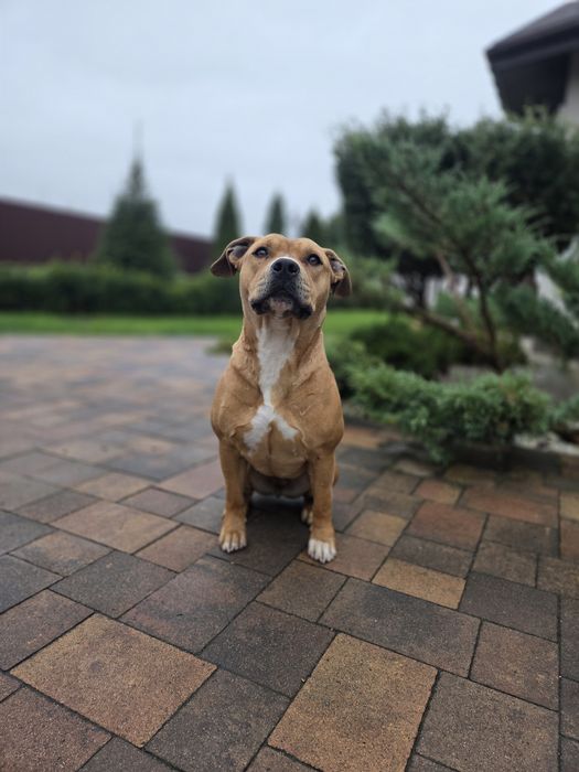 Американский стаффордширский терьер, девочка 3 года