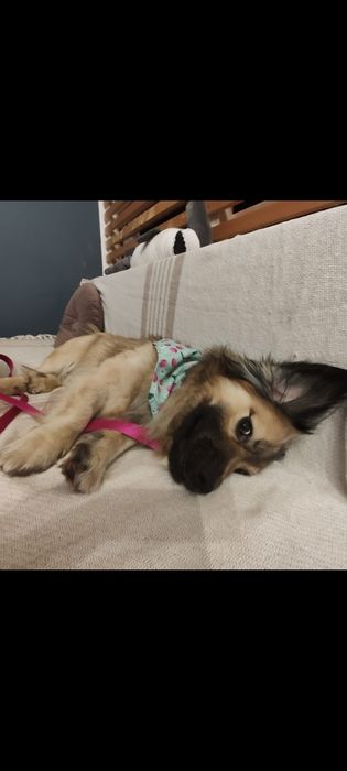 Młody, nieduży Kudłaty szuka domu