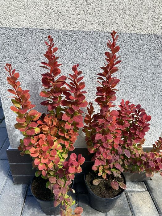 Барбарис декоративний, Лаванда, Гейхера