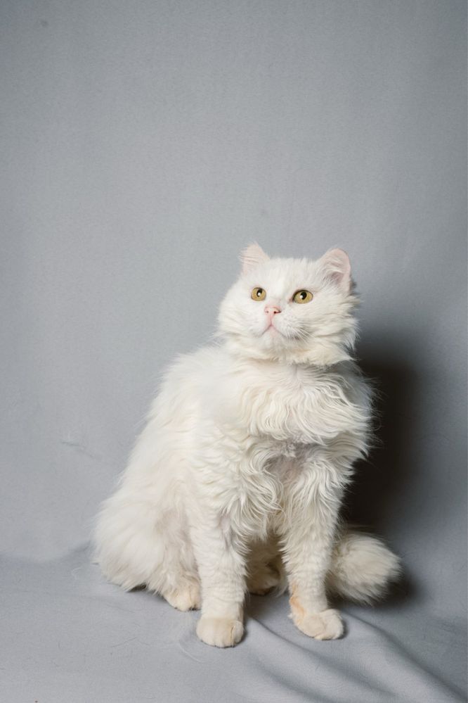 Породистый белый пушистый кот Вегас, 2г ангора перс котик