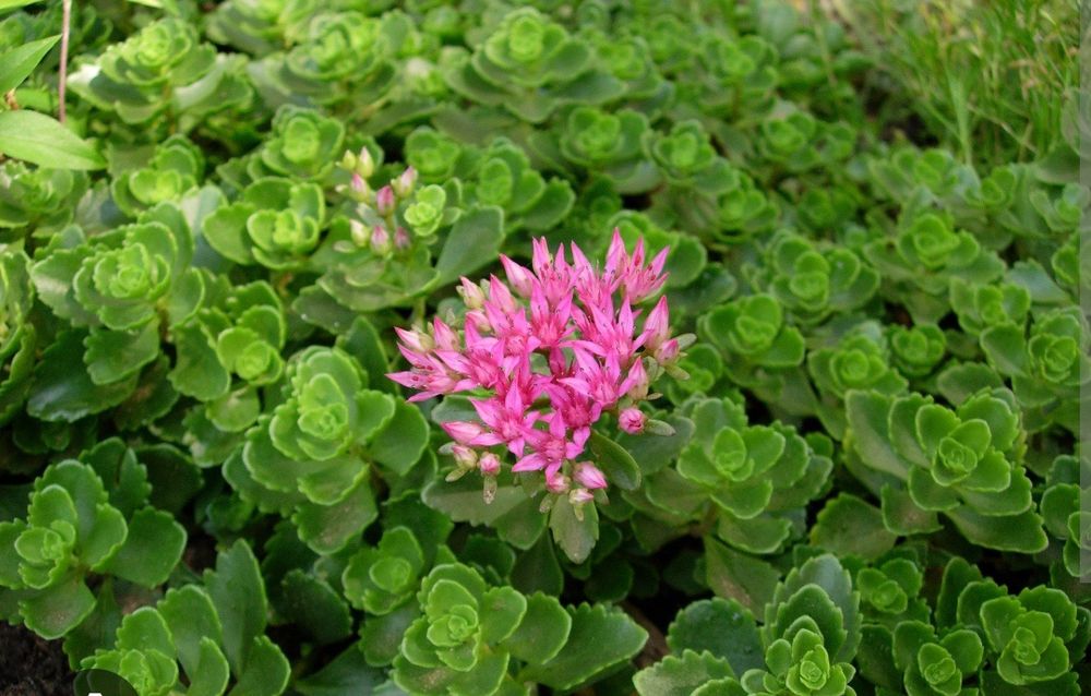 Кипарисовый молочай,очиток седум, садовая гвоздика.