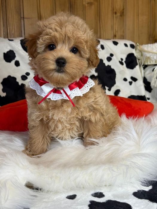 Малюк Мальтіпу ф1.