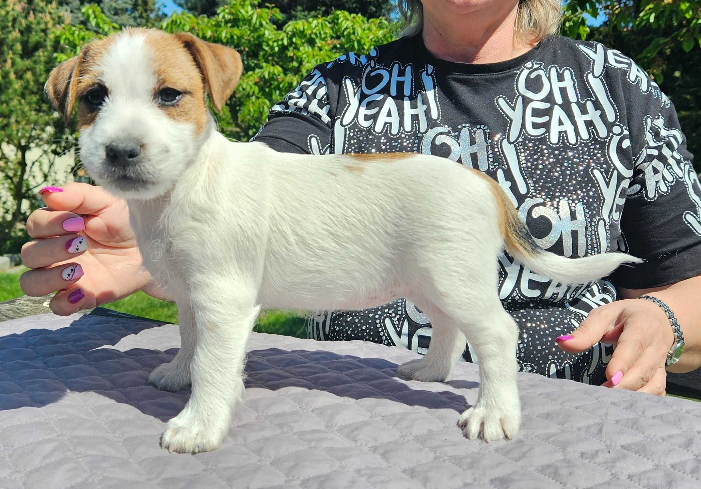 Jack Russell Terrier FCI ZKwP