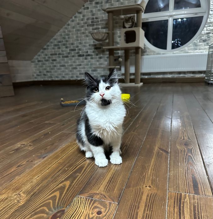 Маленький пушистый котенок 3,5 мес ищет дом… котик отдам