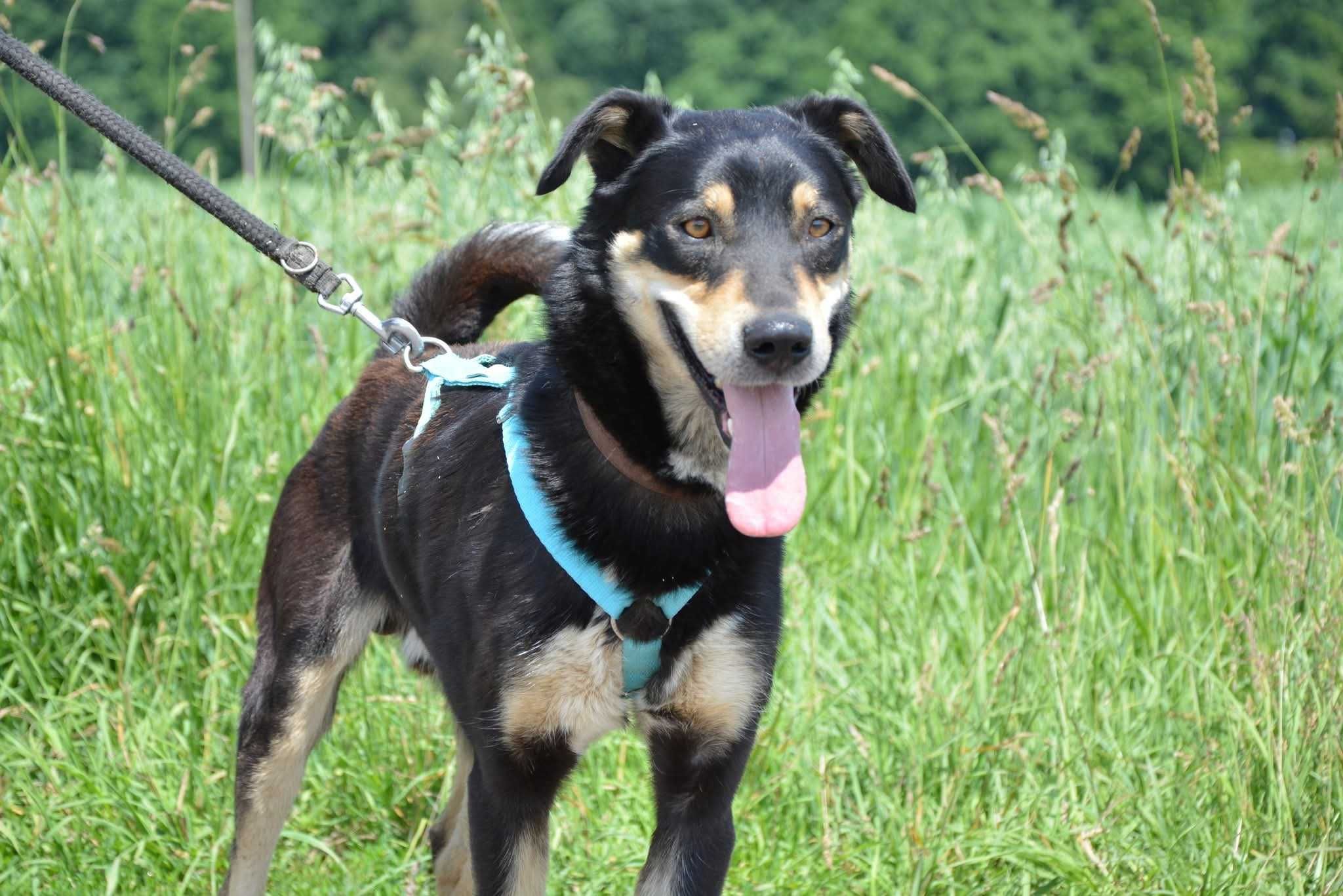 Onyx kocha wszystkich ludzi ADOPCJA