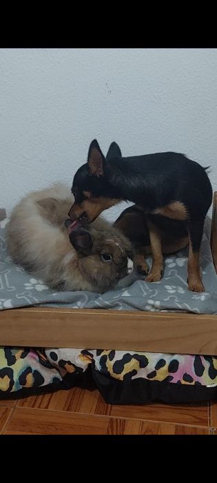 Coelho Angorá Anão