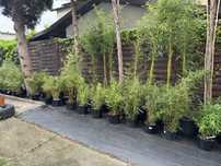 Bambusy Fargesia, Phyllostachys. Zimozielone Mrozoodporne, żywopłot
