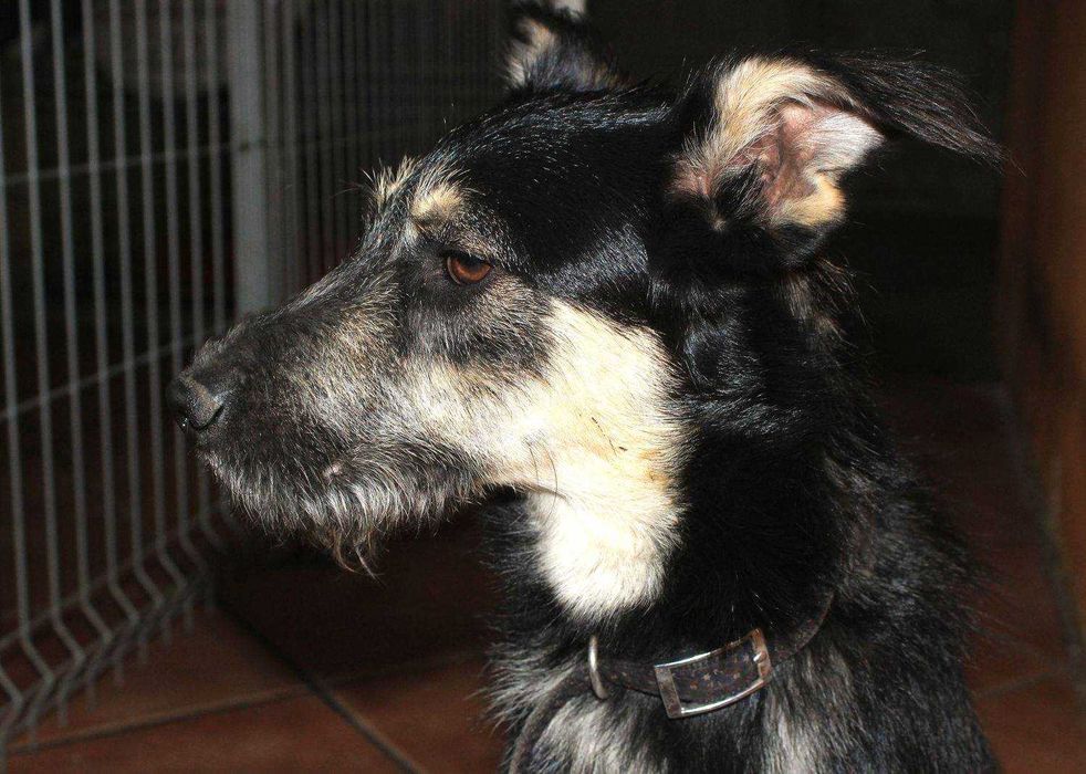 Zefirek - mały szorściak lubiący zabawy z innymi psami