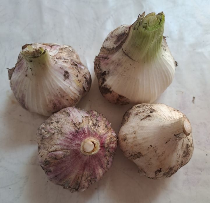 Домашній Часник білий і синій