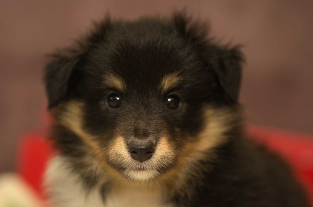 Цуценята породи шелті / щенки шелти / Шетландская овчарка