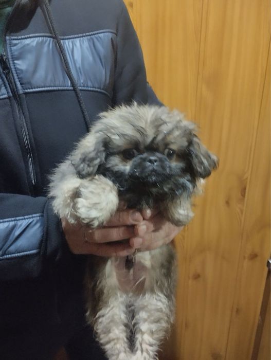 Продам цуценят Пекінесиків