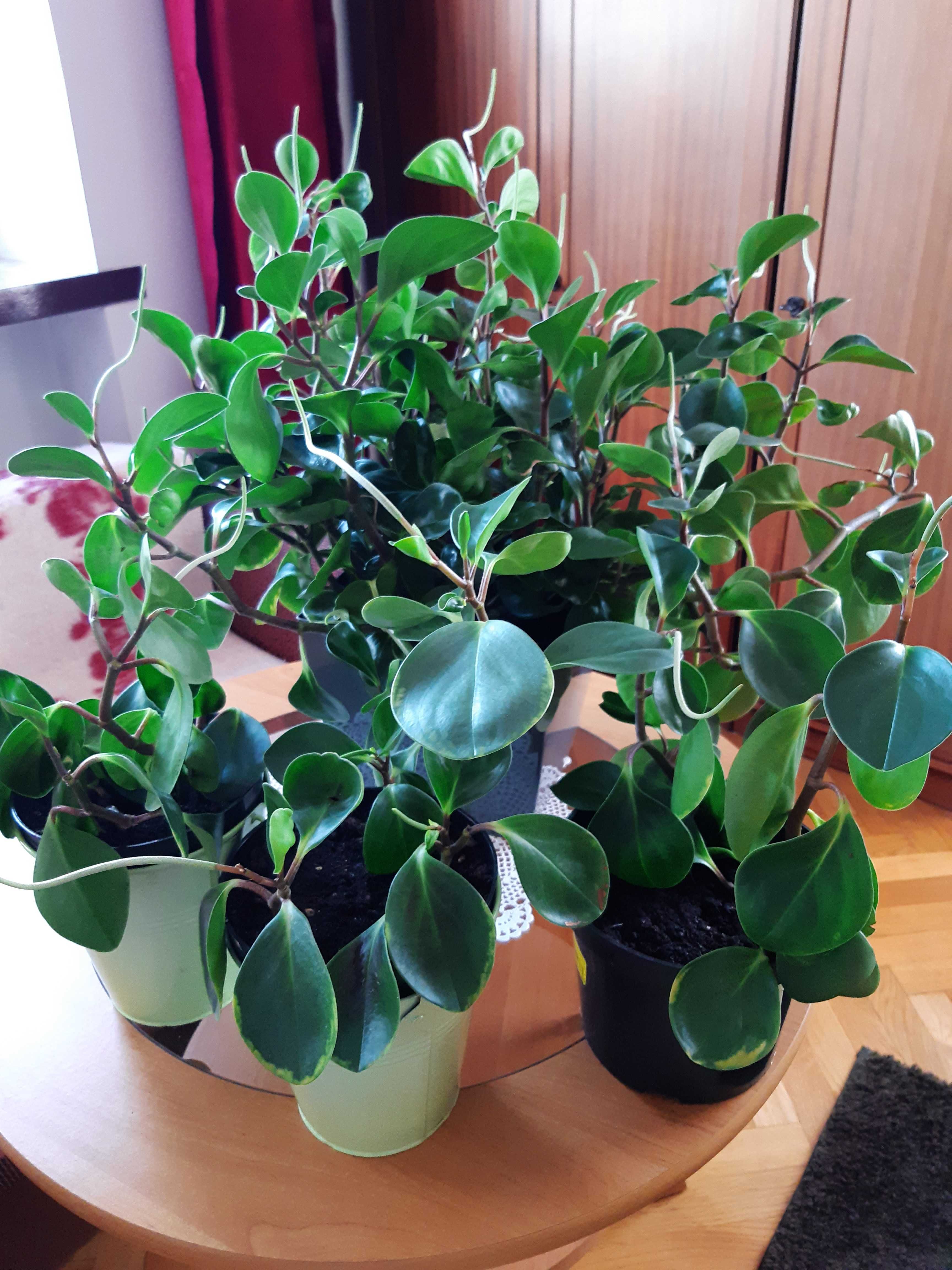 Komplet roślin : peperomia ,grubosz, kaktus ,kalanchoe, amarylis