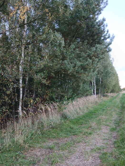 Sprzedam zadrzewioną działkę o powierzchni 2.79 ha
