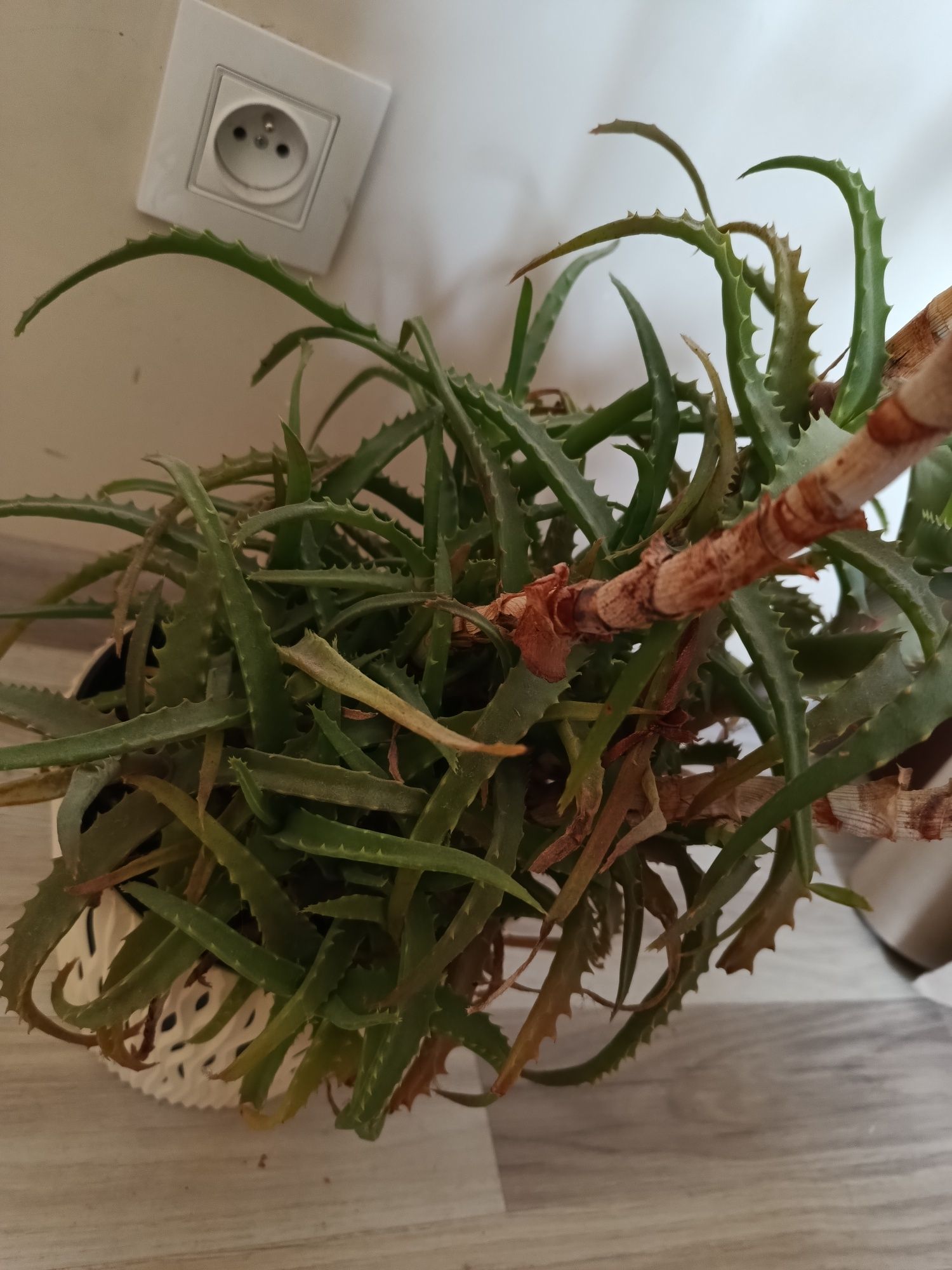 Duży zdrowy aloes