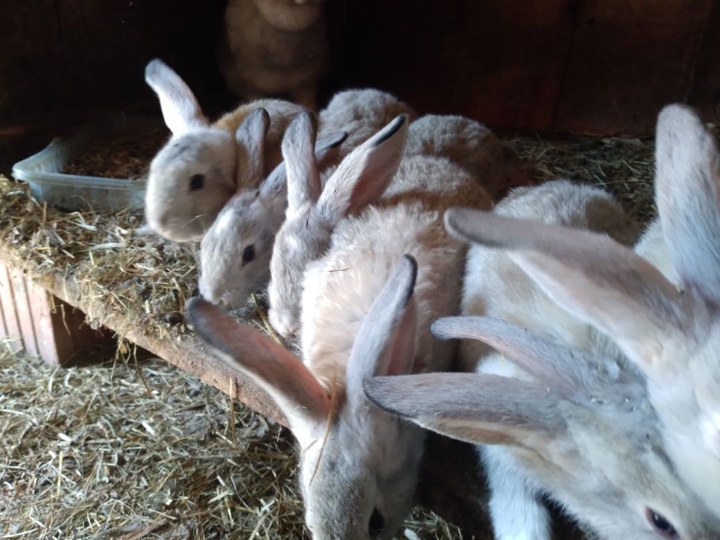 Samica królika plus 6 młodych