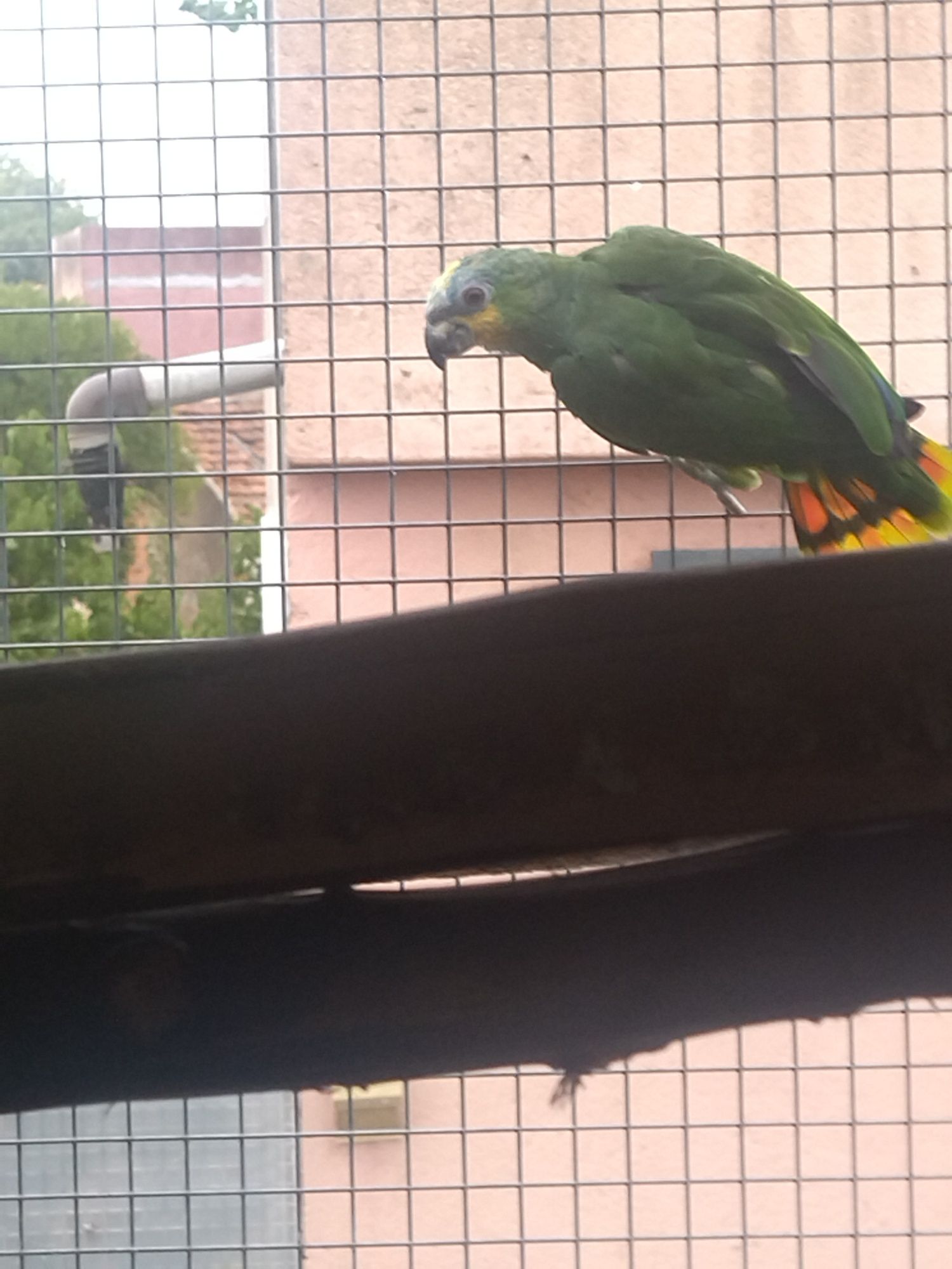 Papagaios  Amazônica