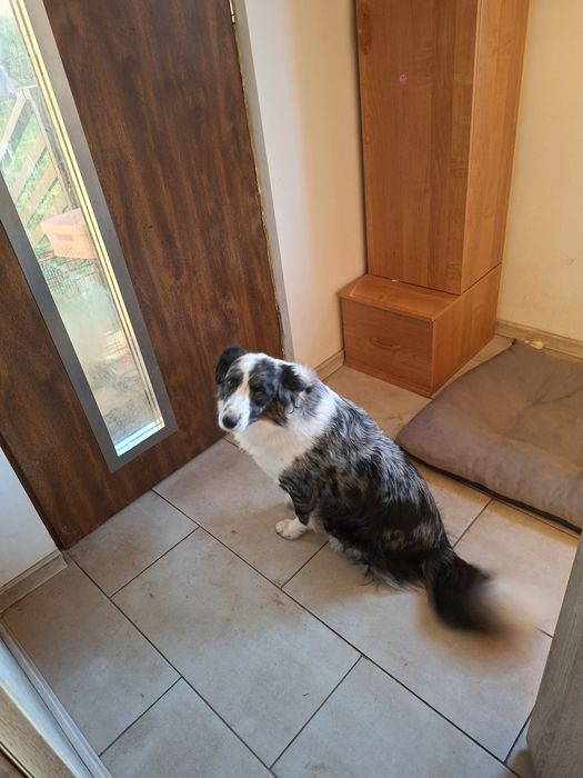 Border collie suka