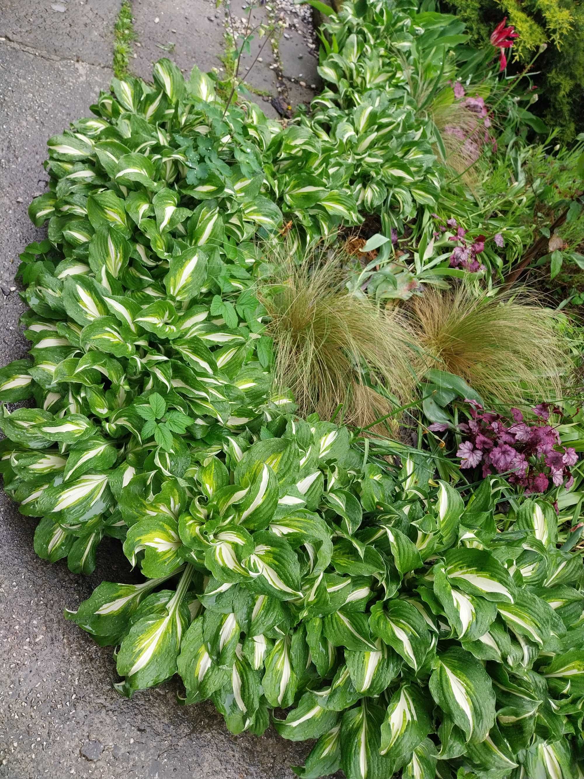 Hosta  funkie bardzo duże 20 sadzonek