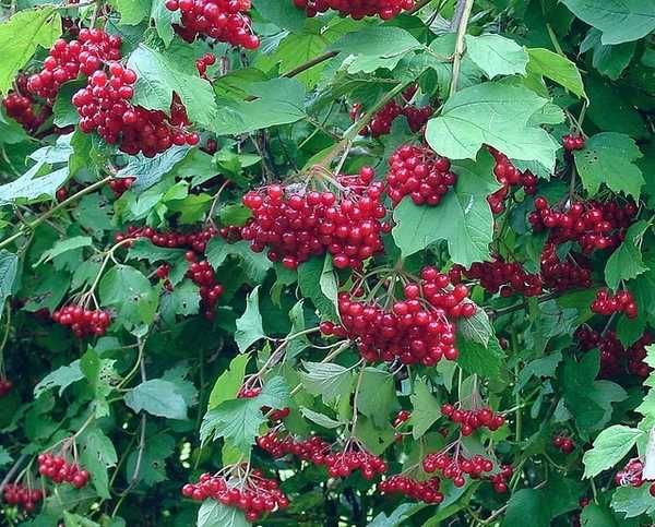C2 Kalina koralowa Viburnum opulus hurt detal