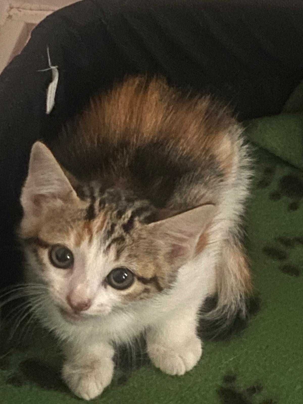 Gatinhas para dar